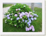 Hydrangeas - Lunenberg * 2592 x 1944 * (2.04MB)